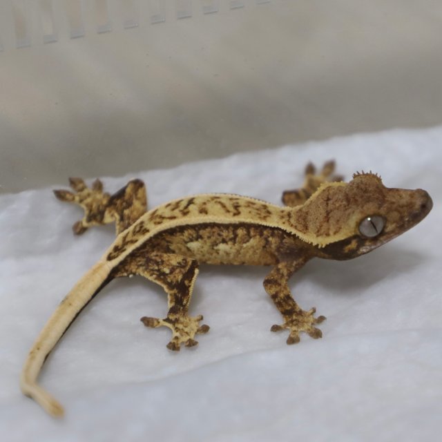 노멀 트라이 핀스트라이프 쿼드 풀핀