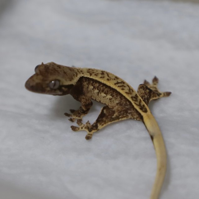 노멀 트라이 핀스트라이프 쿼드 풀핀