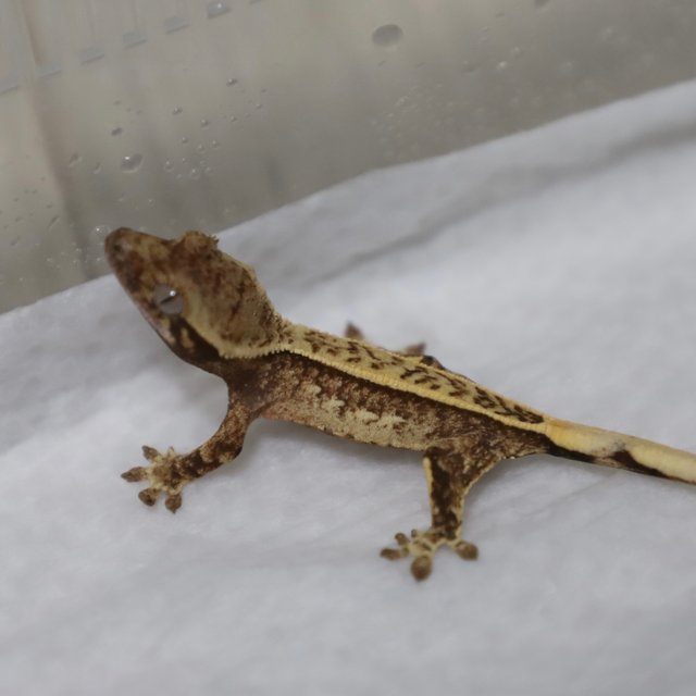 노멀 트라이 핀스트라이프 쿼드 풀핀