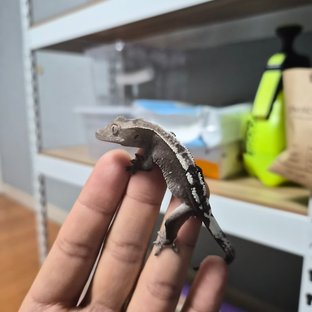 아잔틱