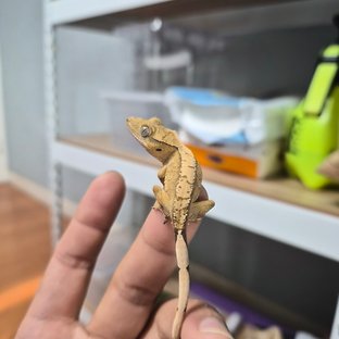 노멀