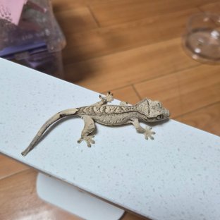 팬텀 옐로우