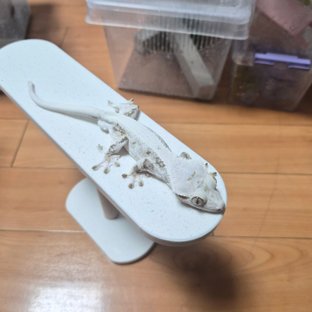 릴리화이트