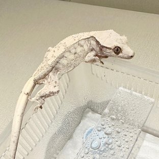 백곰