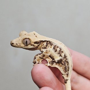 트라이 릴리화이트