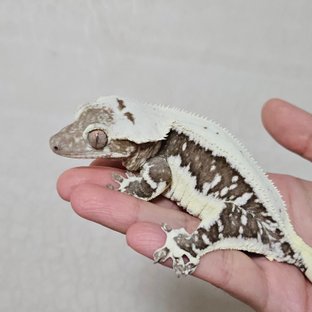 백미