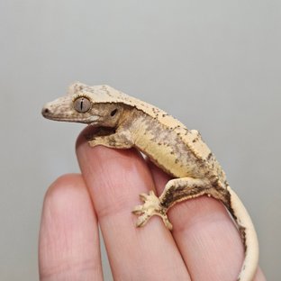 노멀 트라이 익스트림할리퀸 쿼드