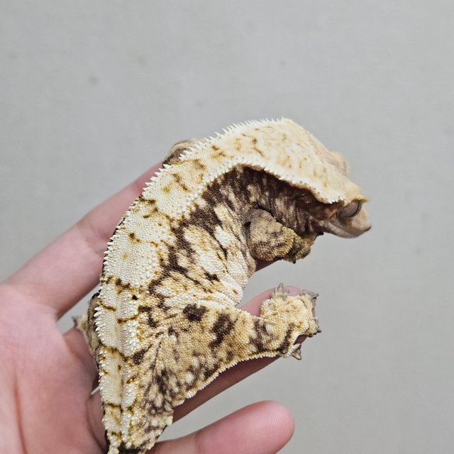 노멀 트라이 화이트스팟 화이트핀