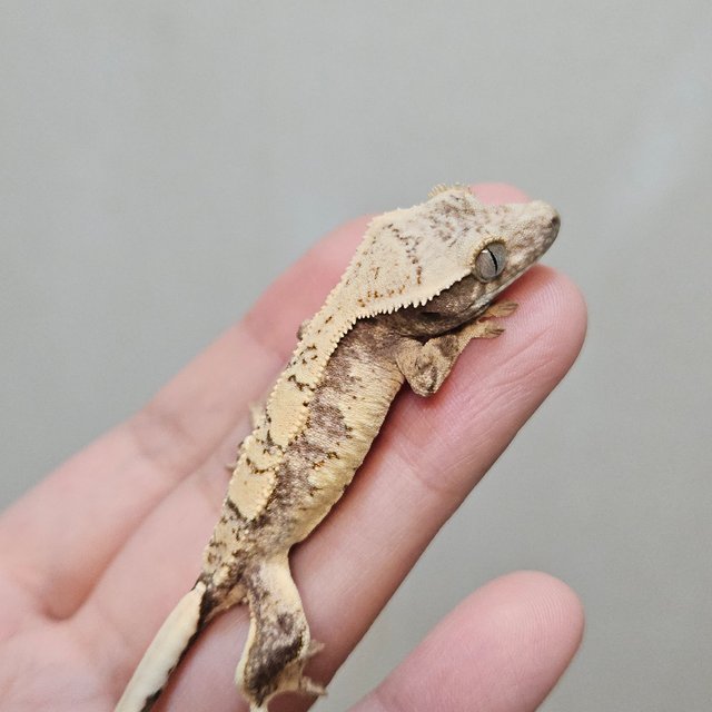 노멀 트라이 익스트림할리퀸 쿼드