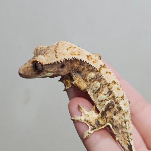 트라이 화이트포트홀