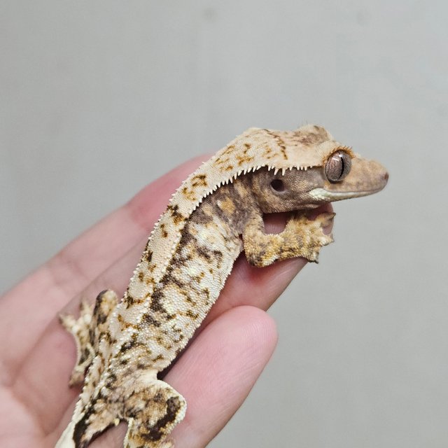 트라이 화이트포트홀