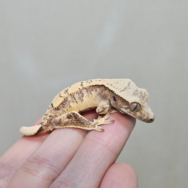 노멀 트라이 익스트림할리퀸 쿼드