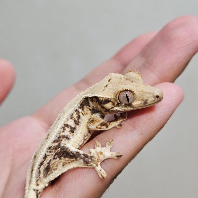 트라이 릴리화이트