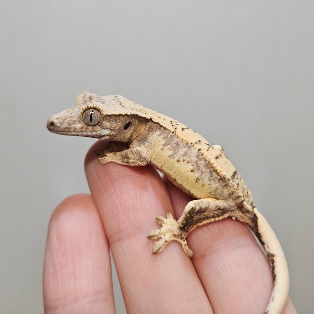 노멀 트라이 익스트림할리퀸 쿼드