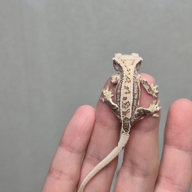 노멀 쿼드 젠젝스