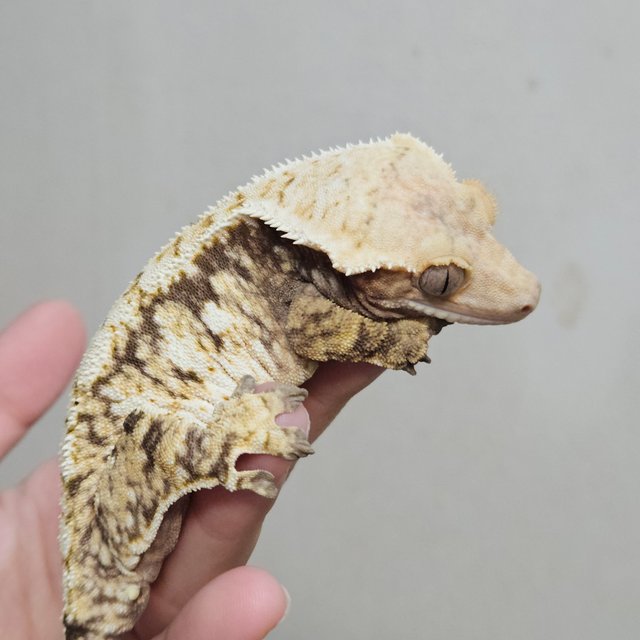 노멀 트라이 화이트스팟 화이트핀