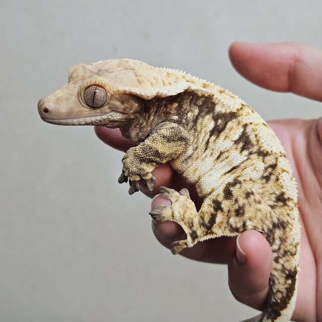 노멀 트라이 화이트스팟 화이트핀