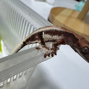 프라푸치노