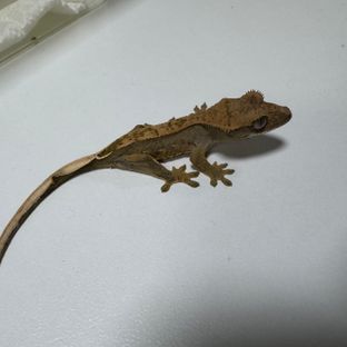 노멀