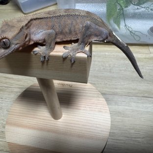 카푸치노