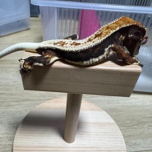 릴리화이트