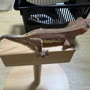 프라푸치노 팬텀