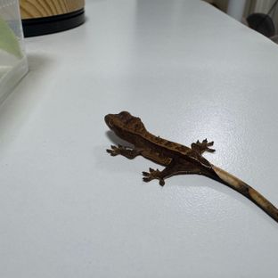 카푸치노