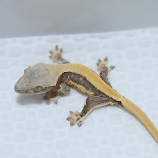 피오x리나