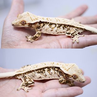 크로스