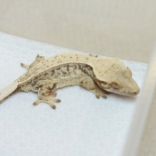 아칸x오아