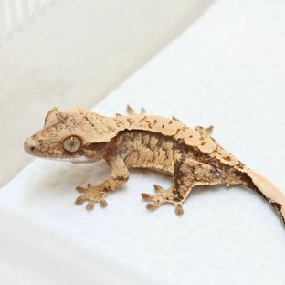 아칸x오아