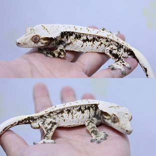 무백