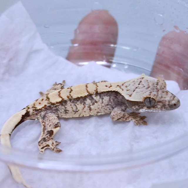 노멀 화이트스팟