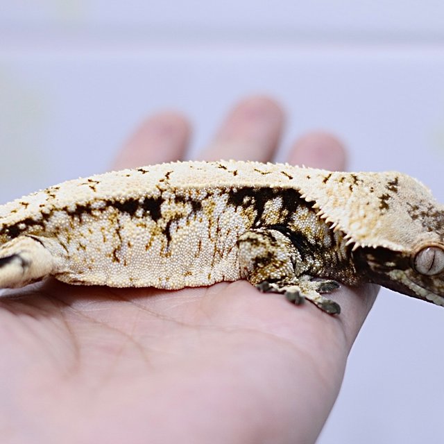 노멀 익스트림할리퀸 드리피 화이트스팟