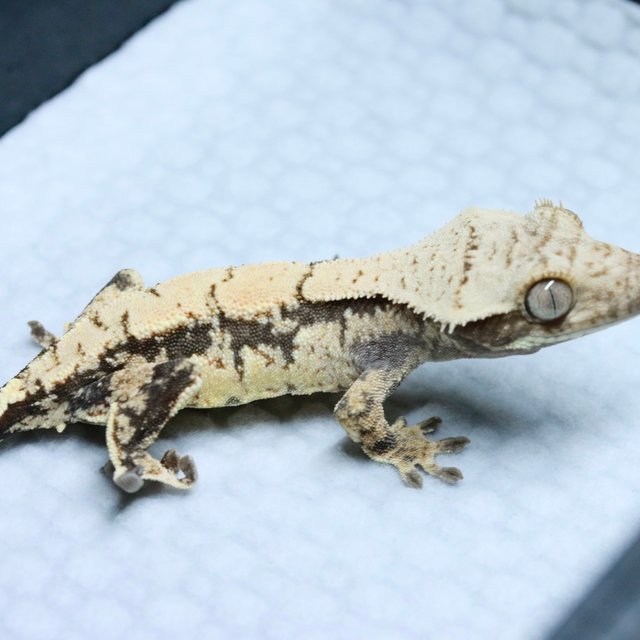 노멀 드리피 화이트스팟