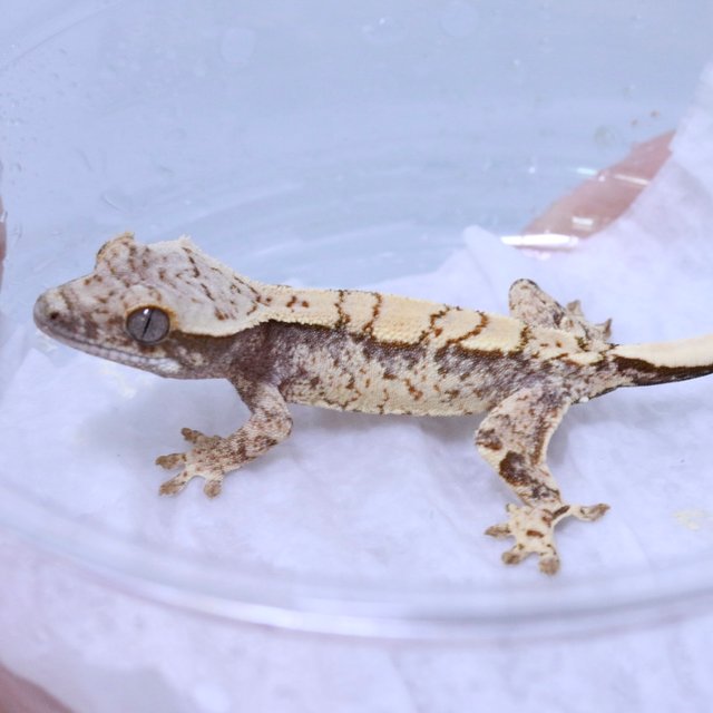 노멀 화이트스팟