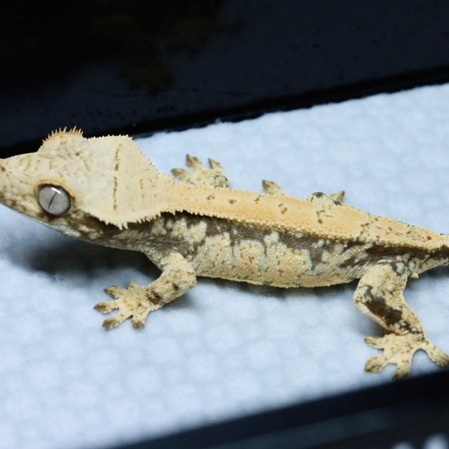 노멀 드리피 화이트스팟