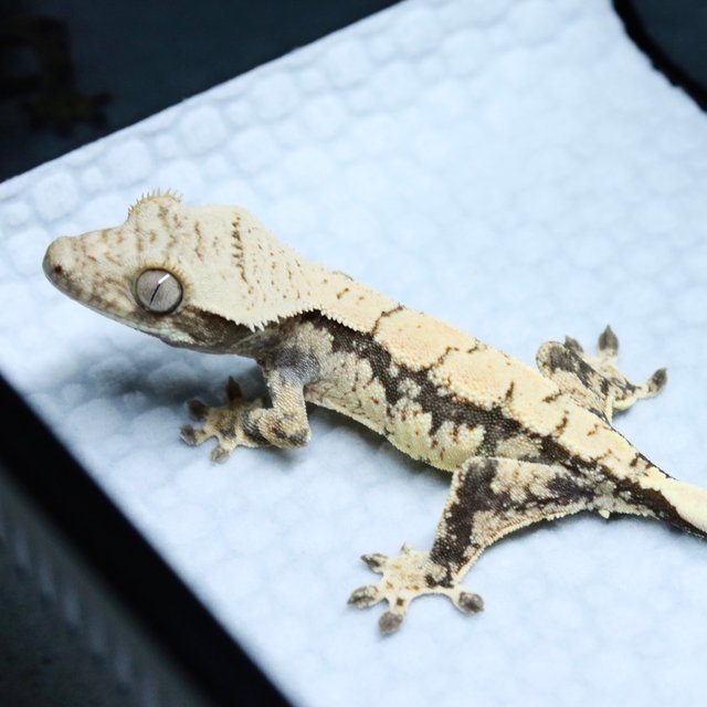 노멀 드리피 화이트스팟