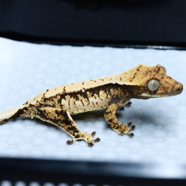 노멀 화이트스팟 드리피