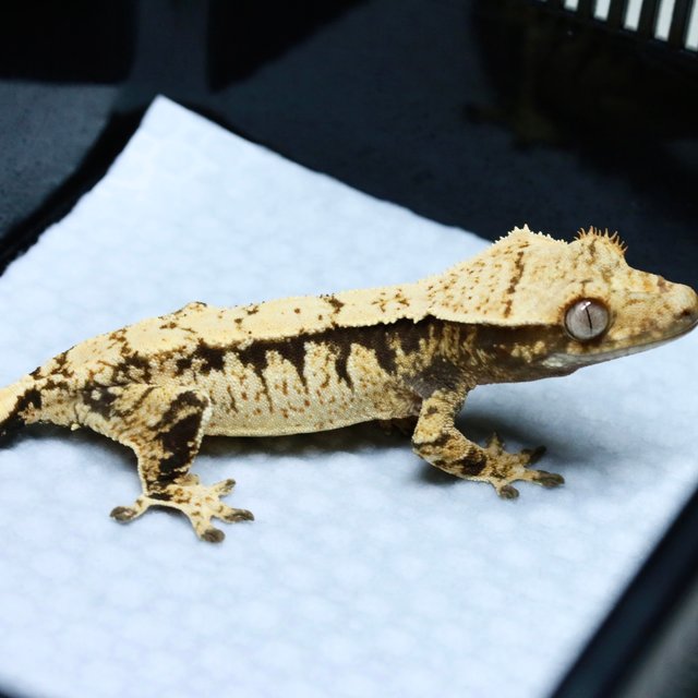 노멀 화이트스팟