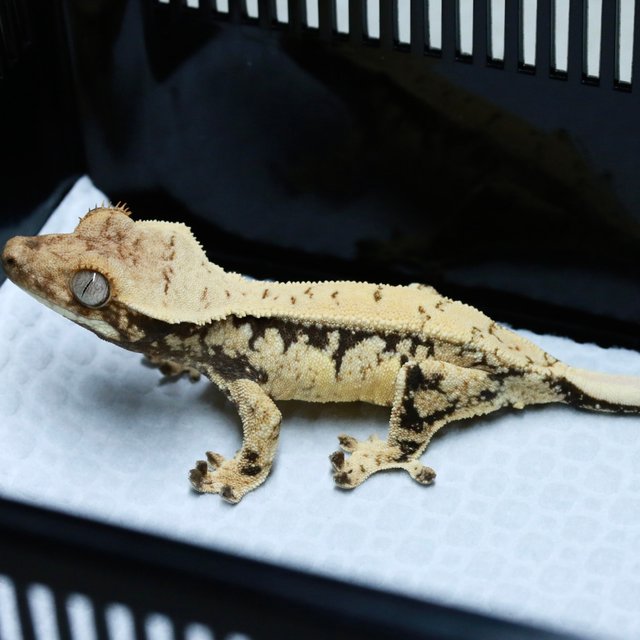 노멀 드리피 화이트스팟