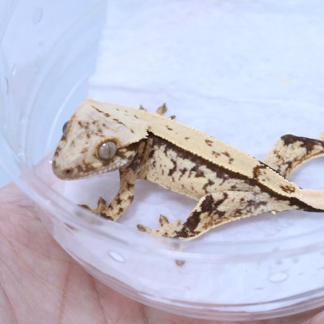 노멀 쿼드 트라이