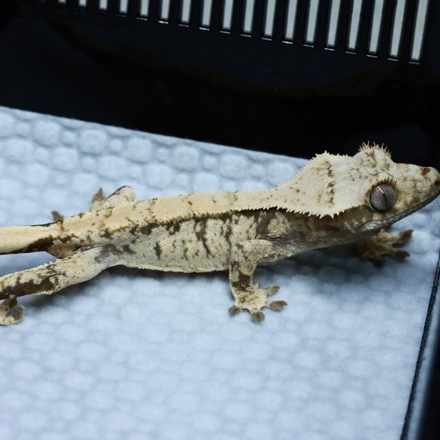 노멀 드리피 화이트스팟