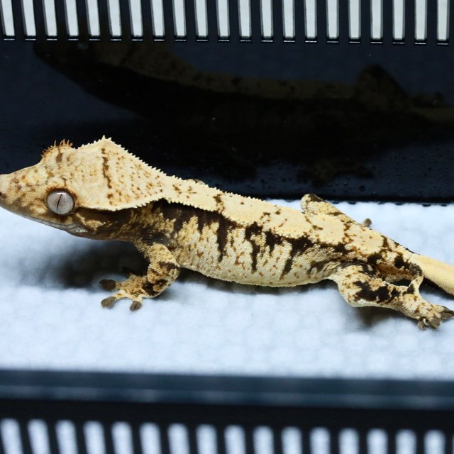 노멀 화이트스팟