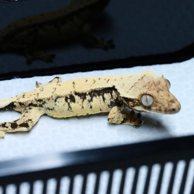 노멀 드리피 화이트스팟