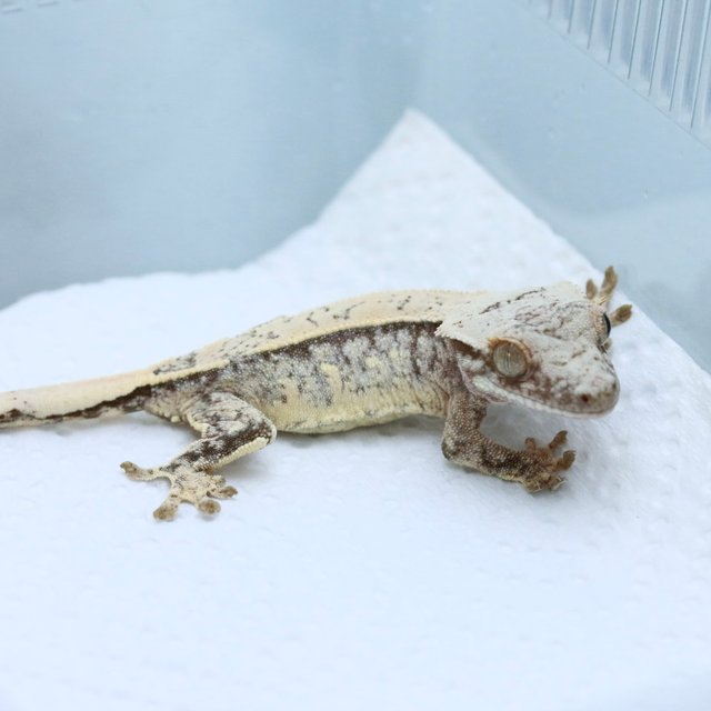 노멀 화이트 화이트스팟 쿼드 드리피