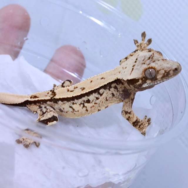 노멀 쿼드 트라이