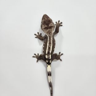 아잔틱
