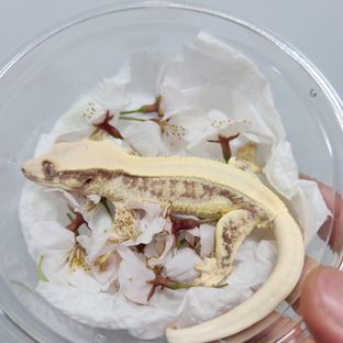 릴리화이트