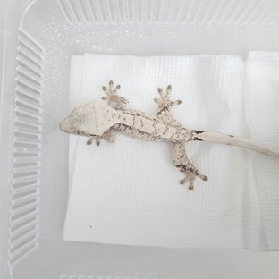 동배